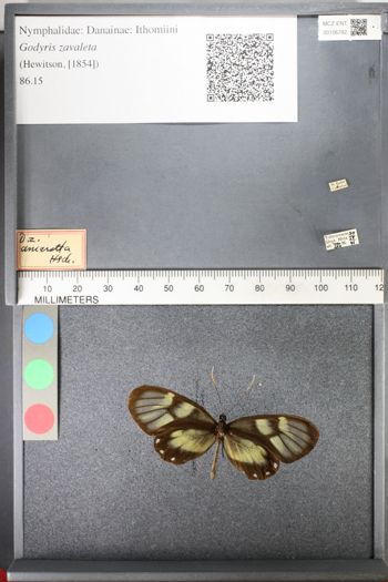 Media type: image;   Entomology 106782